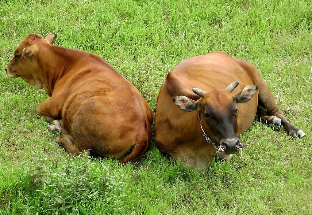 宣汉黄牛品种保护